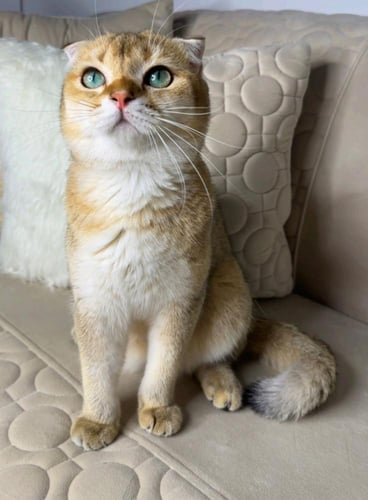 ذكر سكوتش فولد ny25 (معقم)