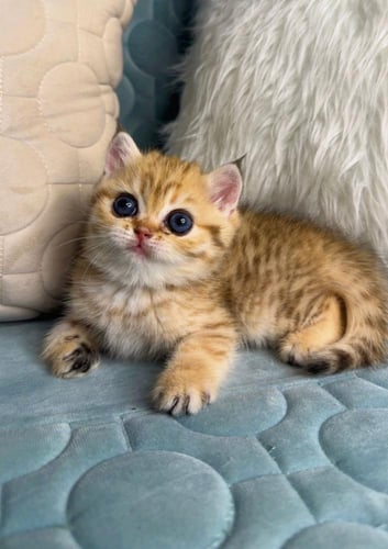 انثى بريتش ny24