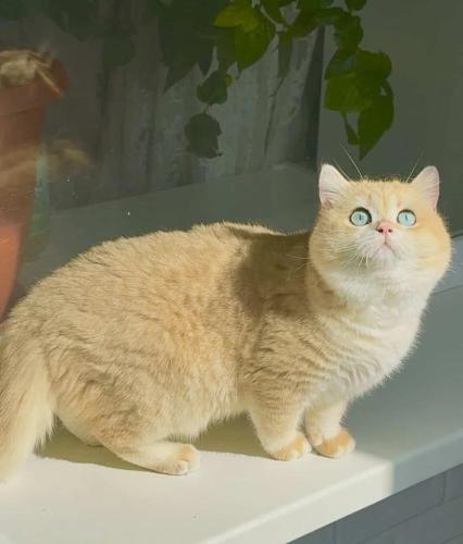 ذكر بريتش NY 12