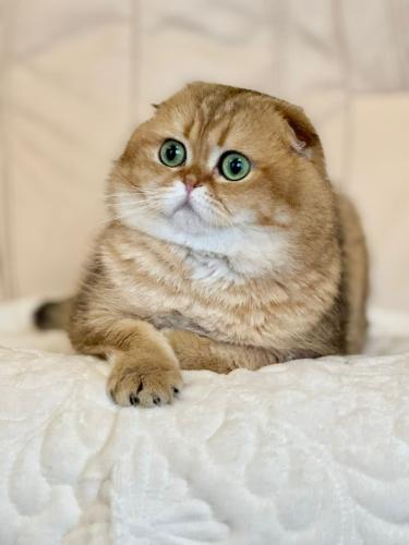 انثى سكوتش فولد ny 12 (بطلة)