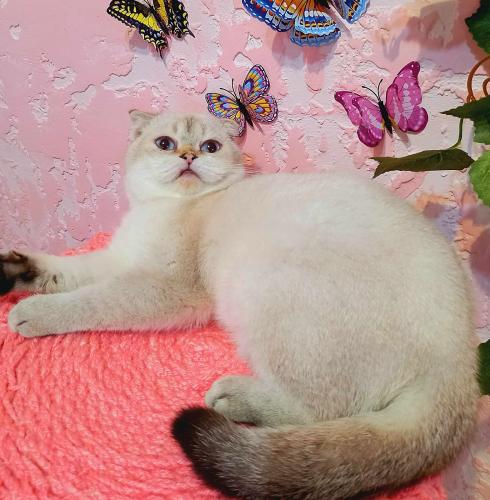 انثى سكوتش فولد