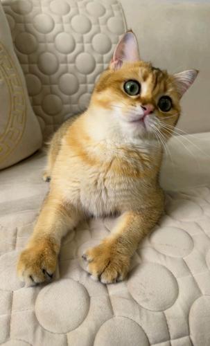 ذكر سكوتش ستريت ny11