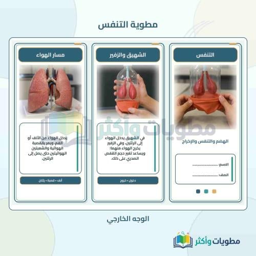 مطوية درس التنفس علوم ثاني متوسط الفصل الأول PDF