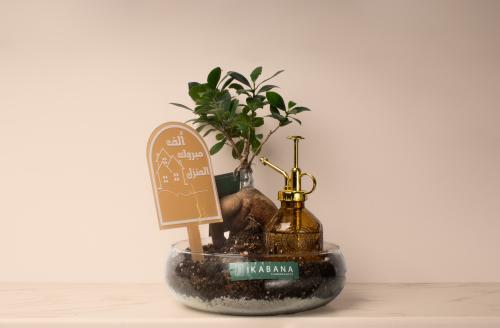 نبتة البونساي