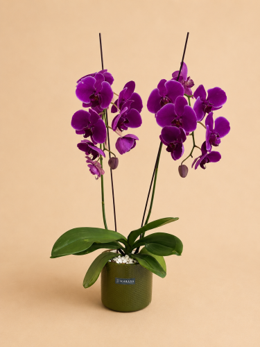 وركيد فاخر (Phalaenopsis) – أصيص سيراميك أخضر