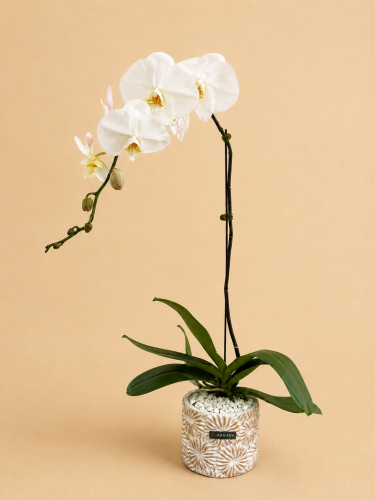 أوركيد أبيض فاخر – غصن واحد | White Phalaenopsis Orchid