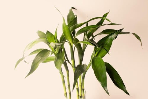 نبتة بامبو - Lucky Bamboo Arrangement