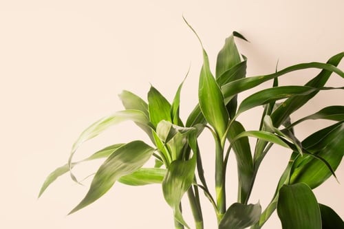 نبتة بامبو - Lucky Bamboo Arrangement