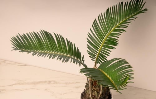 نبتة نخلة السيكاس