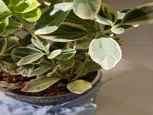 نبتة الأناقة الخضراء – بيبيروميا مبرقشة