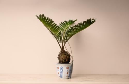 نبتة نخلة السيكاس