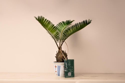 نبتة نخلة السيكاس