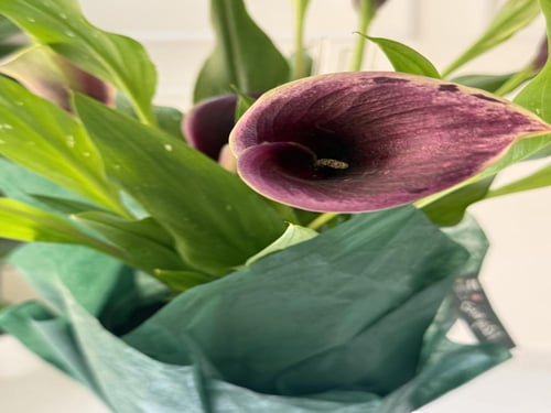 كالا الملكية الداكنة | أناقة الطبيعة الفاخرة