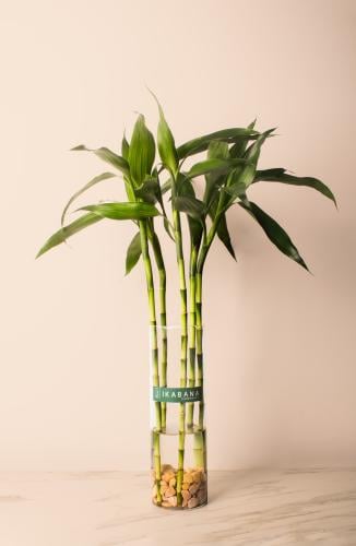 نبتة بامبو - Lucky Bamboo Arrangement
