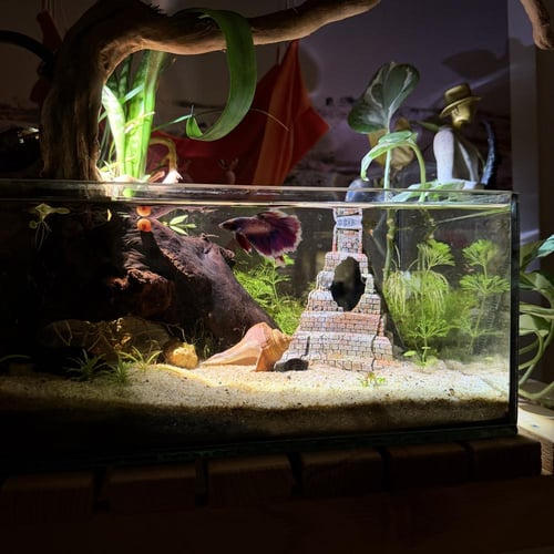 حوض نهري كلاسيك - P42