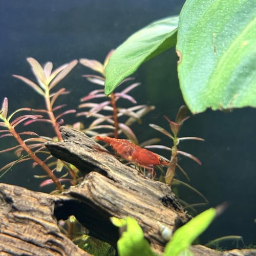 حوض نهري كلاسيك - P12