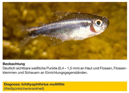 علاج مرض البقع البيضاء — سيرا كوستابور