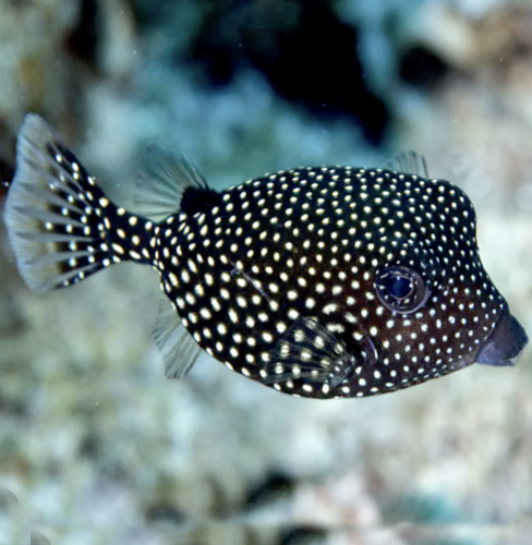 بوكس فيش - Spotted Boxfish