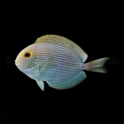 ماتا تانغ -Acanthurus mata