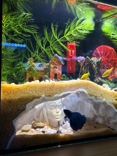 حوض نهري نانو - P29