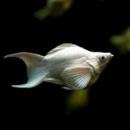 مولي دلماسي