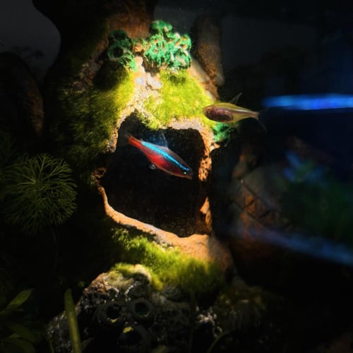 حوض نهري كلاسيك - P36