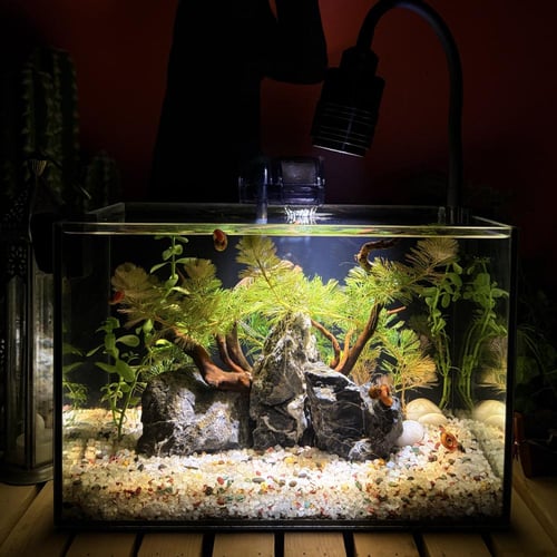 حوض نهري كلاسيك - P46