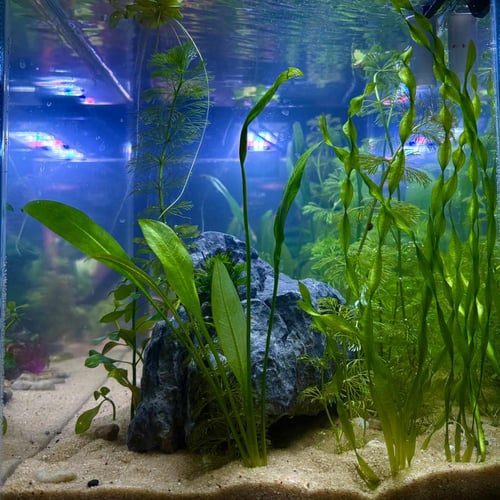 حوض نهري كلاسيك - P21