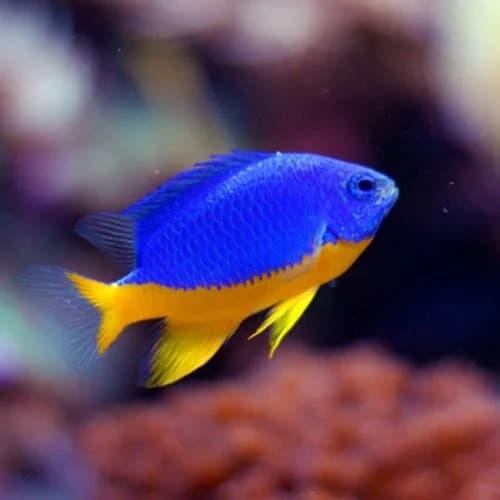 أزور دامسيل