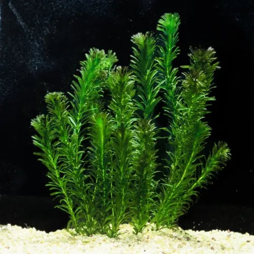 إلوديا دنسا - Elodea densa
