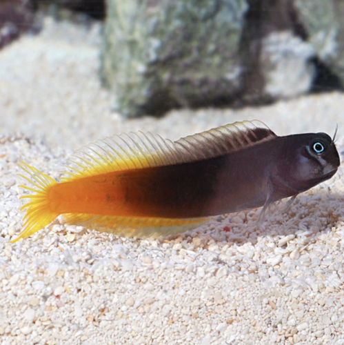 بليني ثنائي اللون - Bicolor Blenny