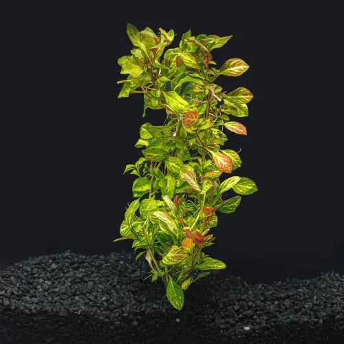 لودفيجيا أوفاليس - Ludwigia Ovalis
