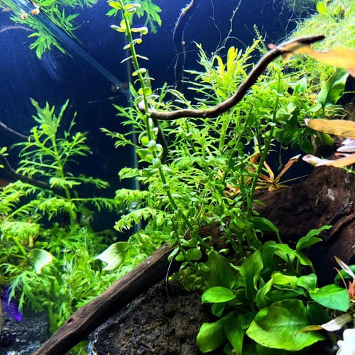 حوض نهري مكعب - P49