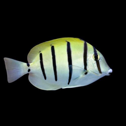 كونفكت تانق