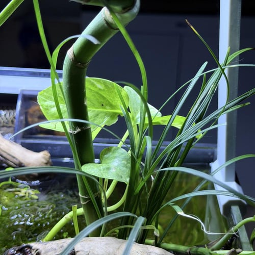 حوض نهري كلاسيك - P60