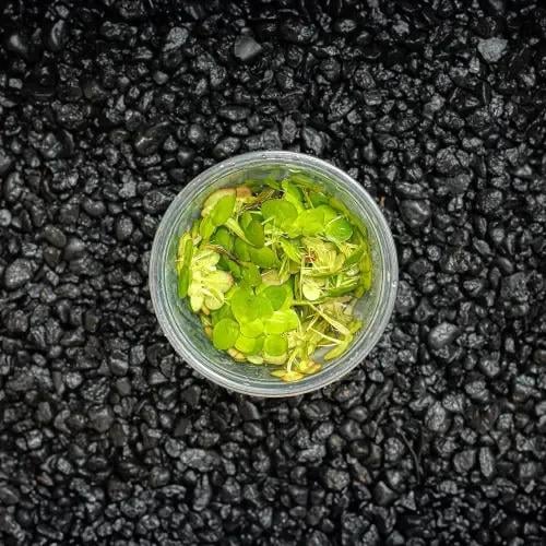 عدس ماء عملاق