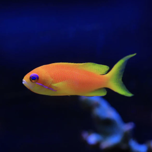 أنثياس برتقالية - lyretail anthias