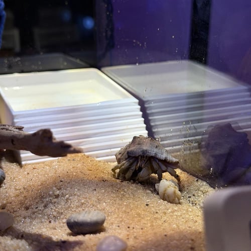 حوض جزيرة السلطعون الناسك — I01