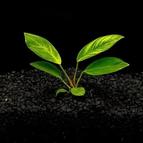 أنوبياس جيغانتيا