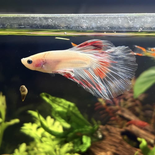 حوض نهري كلاسيك - P12