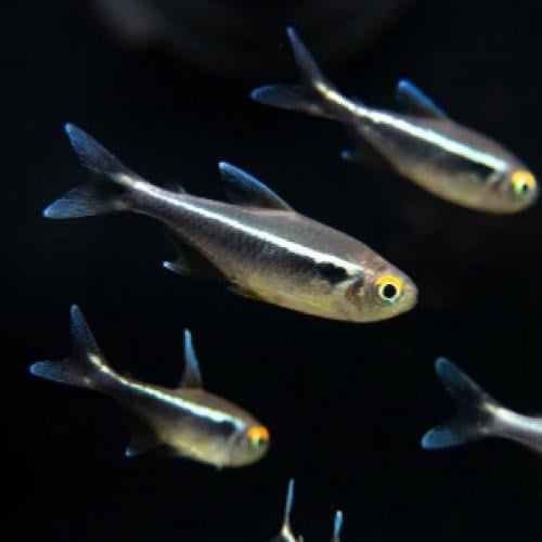 نيون تيترا سوداء - Black Neon Tetra