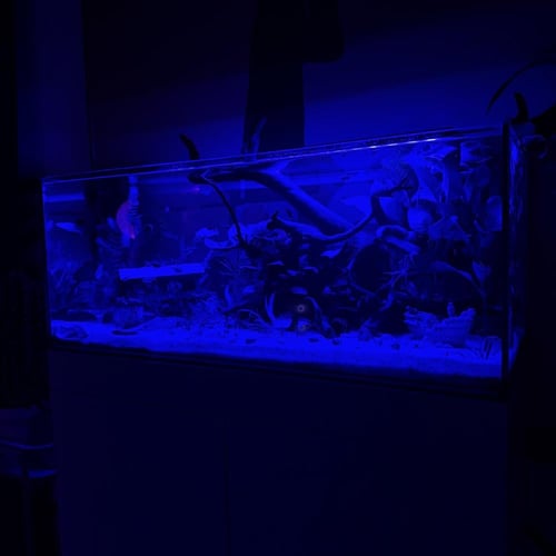 حوض نهري كلاسيك - P40