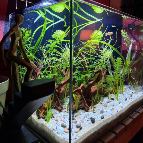 حوض نهري كلاسيك - P53