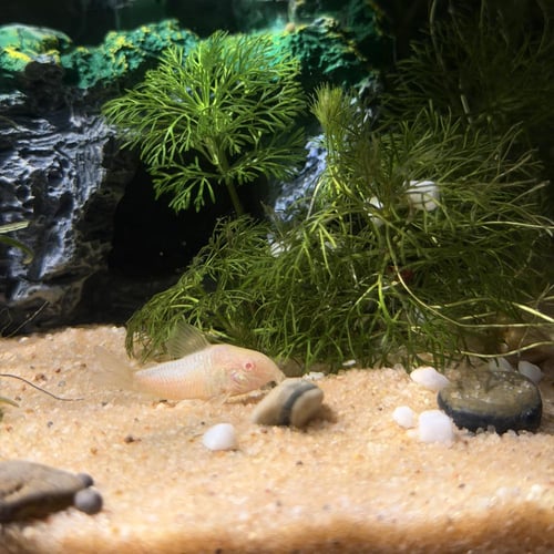 حوض نهري كلاسيك - P26