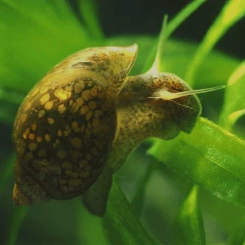 حلزون بالبلادر