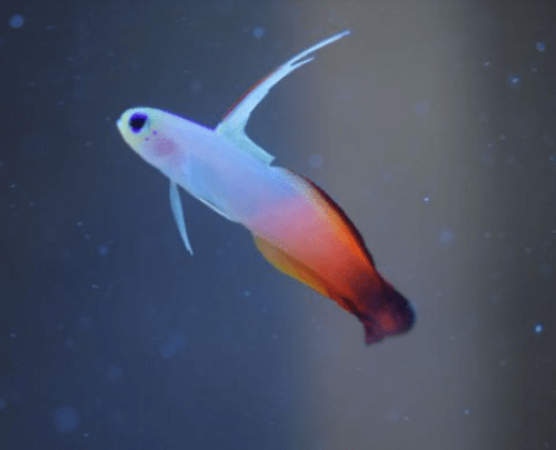 الفاير جوبي