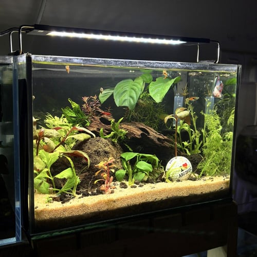 حوض نهري كلاسيك - P12