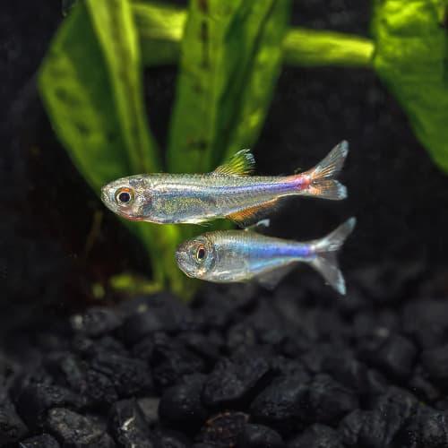 تيترا زرقاء