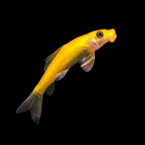 شاينيز أكل الطحالب