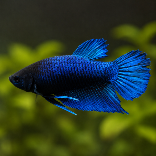 فايتر أنثى - Female Betta Fish